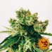 Amnesia Lemon - Barney's Farm